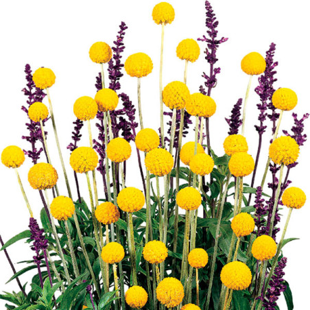  Craspedia 1000 Semillas globosa Drumstick Flor Corte 71.186441 Craspedia 1000 Semillas globosa Drumstick Flor Corte
Germinación