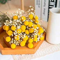  Craspedia 1000 Semillas globosa Drumstick Flor Corte 71.186441 Craspedia 1000 Semillas globosa Drumstick Flor Corte
Germinación