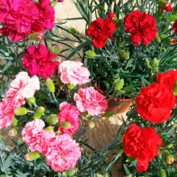 Clavel 100 Semillas Dianthus caryophyllus Carnation Can Can Cocktail Party Flor Maceta