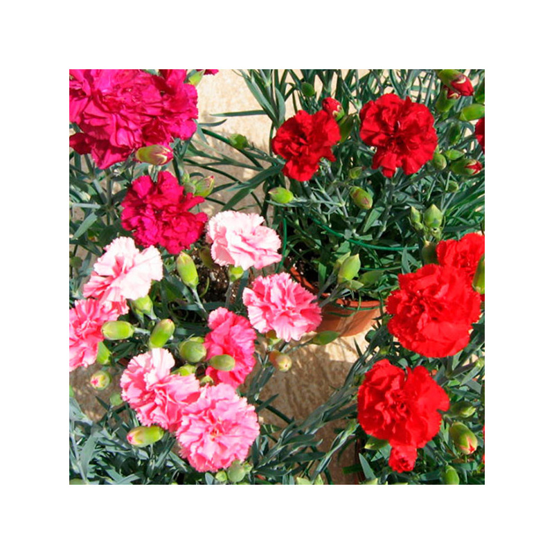  Clavel 100 Semillas Dianthus caryophyllus Carnation Can Can Cocktail Party Flor Maceta 103.389831 Clavel 100 Semillas Dianthus 