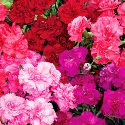  Clavel 100 Semillas Dianthus caryophyllus Carnation Can Can Cocktail Party Flor Maceta 103.389831 Clavel 100 Semillas Dianthus 