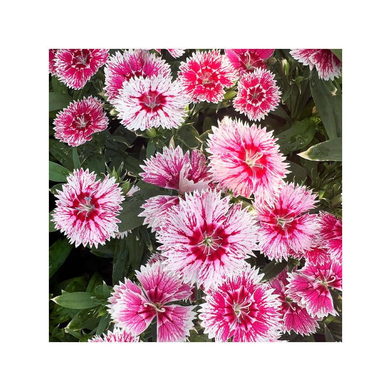  Clavel 1000 Semillas Dianthus chinensis x barbatus Ideal Select Whitefire PLT Flor Maceta Jardin 160.169492 Clavel 1000 Semilla