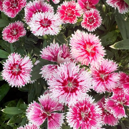  Clavel 1000 Semillas Dianthus chinensis x barbatus Ideal Select Whitefire PLT Flor Maceta Jardin 160.169492 Clavel 1000 Semilla