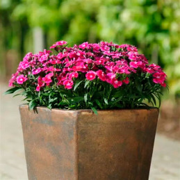  Clavel 1000 Semillas Dianthus chinensis Ideal Select Violet PLT Flor Maceta Jardin 160.169492 Clavel 1000 Semillas Dianthus chi