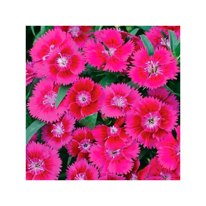  Clavel 1000 Semillas Dianthus chinensis Ideal Select Violet PLT Flor Maceta Jardin 160.169492 Clavel 1000 Semillas Dianthus chi