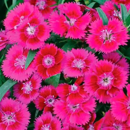  Clavel 1000 Semillas Dianthus chinensis Ideal Select Violet PLT Flor Maceta Jardin 160.169492 Clavel 1000 Semillas Dianthus chi