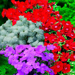 Clavel 1000 Semillas Dianthus chinensis Diana Select Mix Flor Maceta Jardin