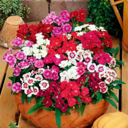  Clavel 1000 Semillas Dianthus chinensis Ideal Select Mix PLT Flor Maceta Jardin 163.559322 Clavel 1000 Semillas Dianthus chinen