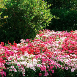  Clavel 1000 Semillas Dianthus chinensis Ideal Select Mix PLT Flor Maceta Jardin 163.559322 Clavel 1000 Semillas Dianthus chinen