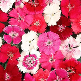 Clavel 1000 Semillas Dianthus chinensis Ideal Select Mix PLT Flor Maceta Jardin