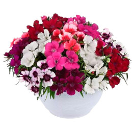  Clavel 1000 Semillas Dianthus chinensis Coronet Mix PLT Flor Maceta Jardin 166.101695 Clavel 1000 Semillas Dianthus chinensis C