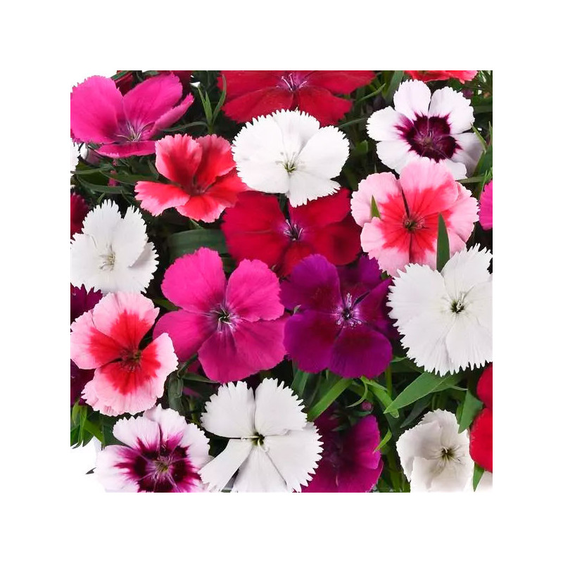 Clavel 1000 Semillas Dianthus chinensis Coronet Mix PLT Flor Maceta Jardin 166.101695 Clavel 1000 Semillas Dianthus chinensis C Clavel 1000 Semillas Dianthus chinensis Coronet Mix PLT Flor Maceta Jardin 166.101695 Clavel 1000 Semillas Dianthus chinensis C
