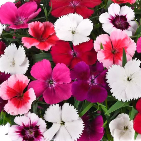  Clavel 1000 Semillas Dianthus chinensis Coronet Mix PLT Flor Maceta Jardin 166.101695 Clavel 1000 Semillas Dianthus chinensis C