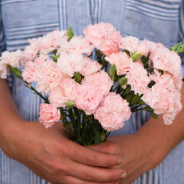  Clavel 1000 Semillas Dianthus Caryophyllus Chabaud La France Pink Flor Corte 114.40678 Clavel 1000 Semillas Dianthus Caryophyll