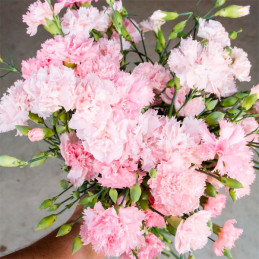 Clavel 1000 Semillas Dianthus Caryophyllus Chabaud La France Pink Flor Corte