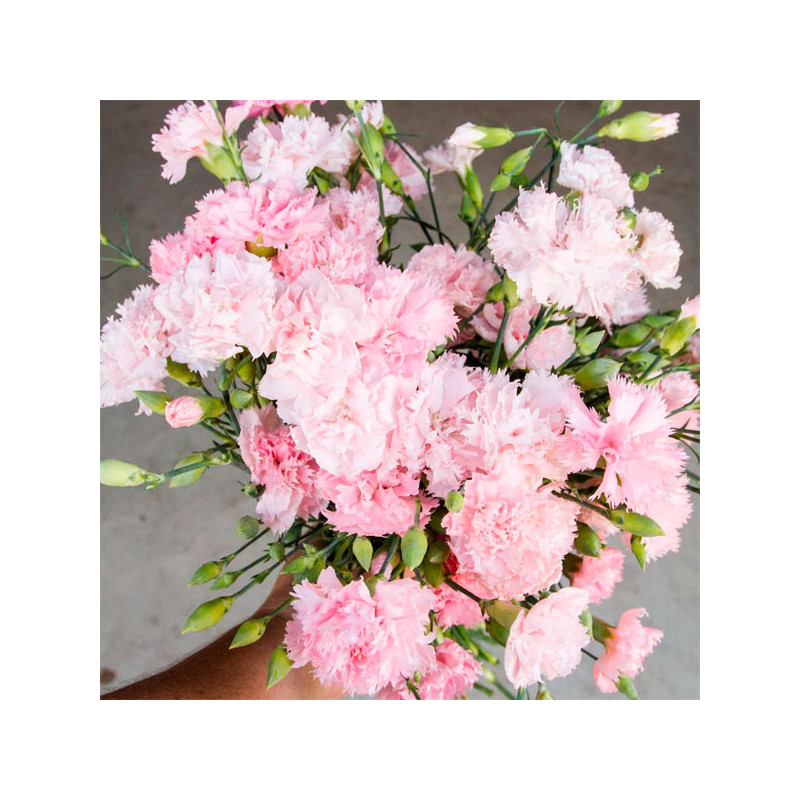  Clavel 1000 Semillas Dianthus Caryophyllus Chabaud La France Pink Flor Corte 114.40678 Clavel 1000 Semillas Dianthus Caryophyll