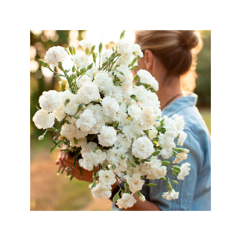  Clavel 1000 Semillas Dianthus Caryophyllus Chabaud Jeanne White Flor Corte 114.40678 Clavel 1000 Semillas Dianthus Caryophyllus