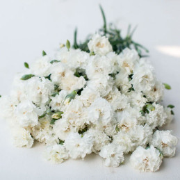  Clavel 1000 Semillas Dianthus Caryophyllus Chabaud Jeanne White Flor Corte 114.40678 Clavel 1000 Semillas Dianthus Caryophyllus