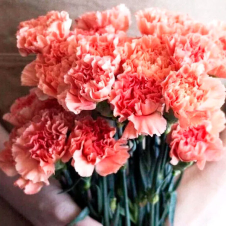  Clavel 1000 Semillas Dianthus Caryophyllus Chabaud Aurora Salmon Flor Corte 114.40678 Clavel 1000 Semillas Dianthus Caryophyllu