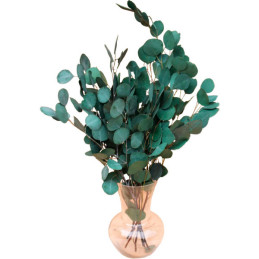  Eucalipto 500 Semillas Eucalyptus cinerea Silver Dollar-Foliage Flor Corte Maceta Jardin 157.627119 Eucalipto 500 Semillas Euca