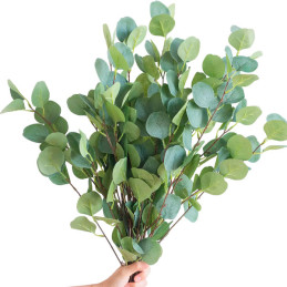 Eucalipto 500 Semillas Eucalyptus cinerea Silver Dollar-Foliage Flor Corte Maceta Jardin