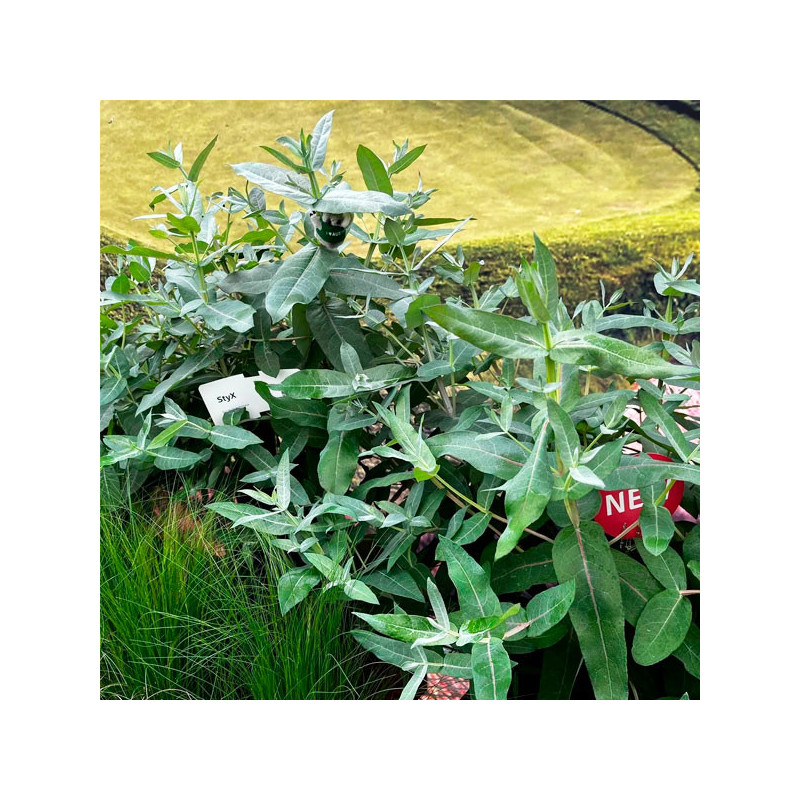 Eucalipto 1000 Semillas Eucalyptus globolus StyX Flor Corte Perenne 366.101695 Eucalipto 1000 Semillas Eucalyptus globolus StyX