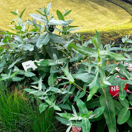  Eucalipto 1000 Semillas Eucalyptus globolus StyX Flor Corte Perenne 366.101695 Eucalipto 1000 Semillas Eucalyptus globolus StyX
