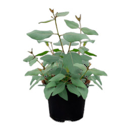 Eucalipto 1000 Semillas Eucalyptus populnea Murray Flor Corte Maceta Jardin