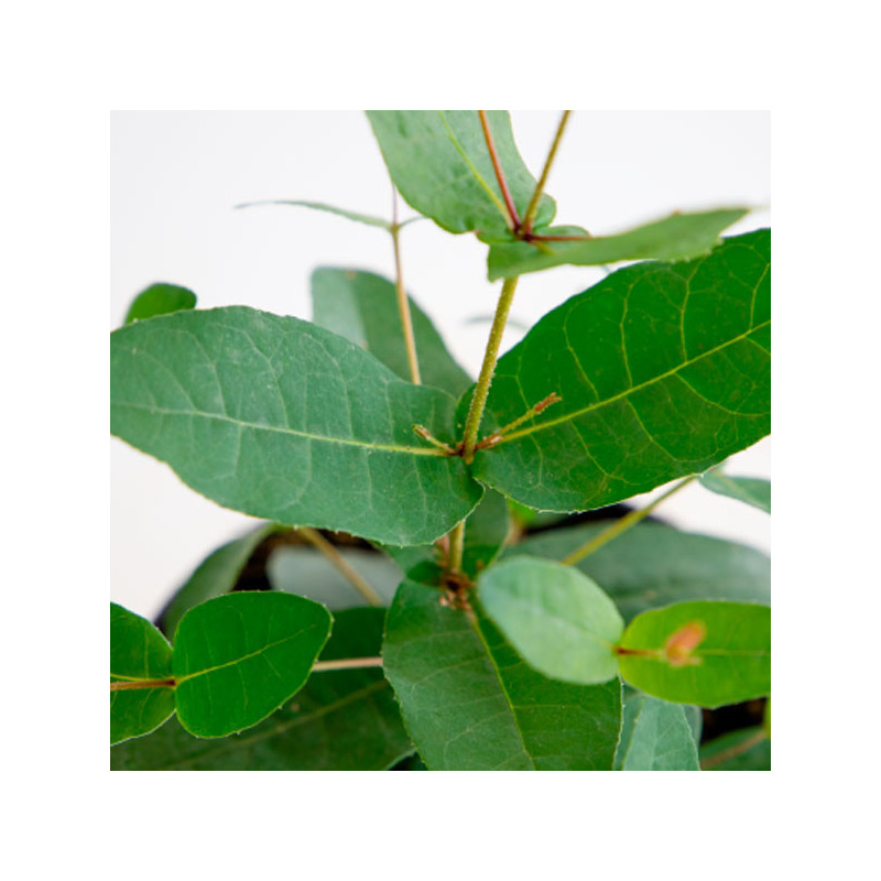 Eucalipto 1000 Semillas Eucalyptus Preissiana Albany Flor Corte Perenne 309.322034 Eucalipto 1000 Semillas Eucalyptus Preissian Eucalipto 1000 Semillas Eucalyptus Preissiana Albany Flor Corte Perenne 309.322034 Eucalipto 1000 Semillas Eucalyptus Preissian