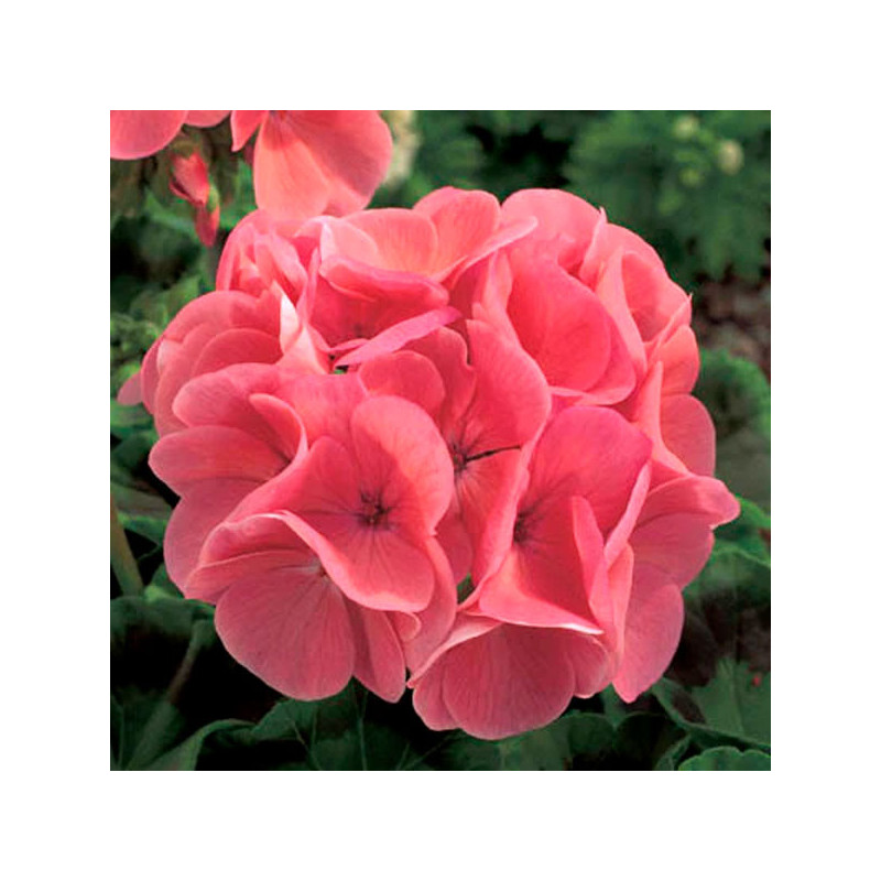 Geranio 100 Semillas Pelargonium hortorum Maverick Salmon Flor Maceta Jardin 56.779661 Geranio 100 Semillas Pelargonium hortoru Geranio 100 Semillas Pelargonium hortorum Maverick Salmon Flor Maceta Jardin 56.779661 Geranio 100 Semillas Pelargonium hortoru