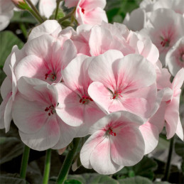 Geranio 100 Semillas Pelargonium hortorum Maverick Appleblossom Flor Maceta Jardin