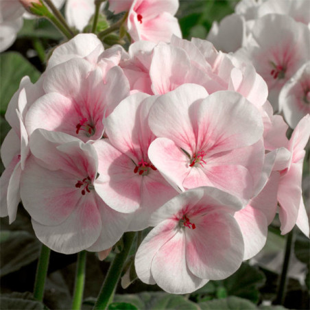  Geranio 100 Semillas Pelargonium hortorum Maverick Appleblossom Flor Maceta Jardin 56.779661 Geranio 100 Semillas Pelargonium h