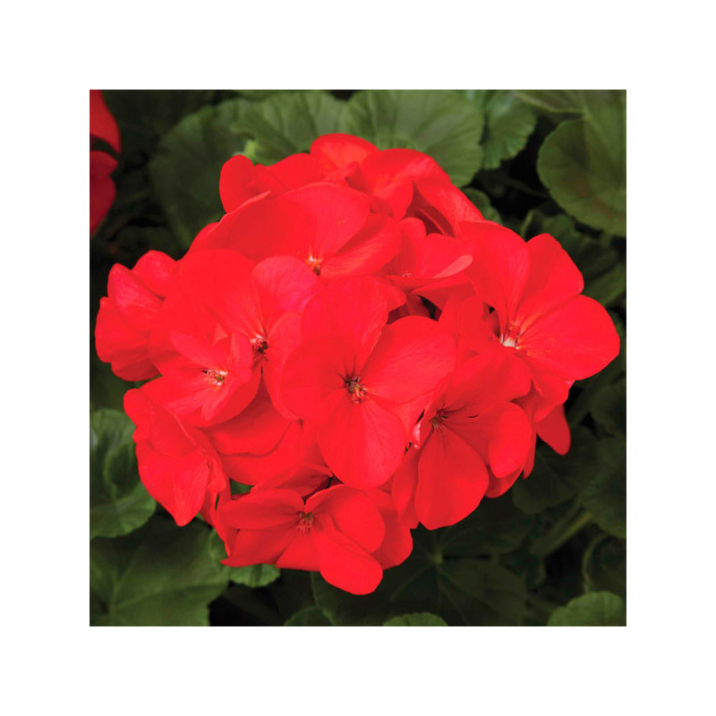  Geranio 100 Semillas Pelargonium hortorum Maverick Red Flor Maceta Jardin 56.779661 Geranio 100 Semillas Pelargonium hortorum M