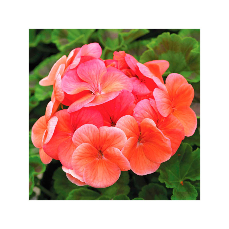  Geranio 1000 Semillas Pelargonium hortorum Pinto Salmon Flor Maceta Jardin 429.661017 Geranio 1000 Semillas Pelargonium hortoru