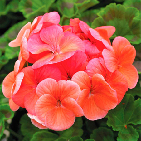  Geranio 1000 Semillas Pelargonium hortorum Pinto Salmon Flor Maceta Jardin 429.661017 Geranio 1000 Semillas Pelargonium hortoru