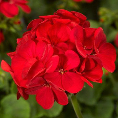  Geranio 100 Semillas Pelargonium x hortorum Multibloom Red Flor Maceta Jardin 59.322034 Geranio 100 Semillas Pelargonium x hort
