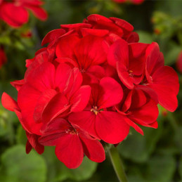 Geranio 1000 Semillas Pelargonium x hortorum Multibloom Red Flor Maceta Jardin