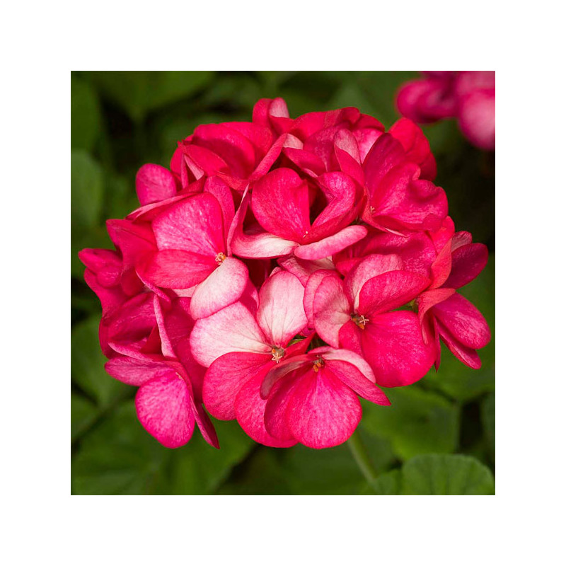  Geranio 1000 Semillas Pelargonium hortorum Maverick Violet Picotee Flor Maceta Jardin 429.661017 Geranio 1000 Semillas Pelargon