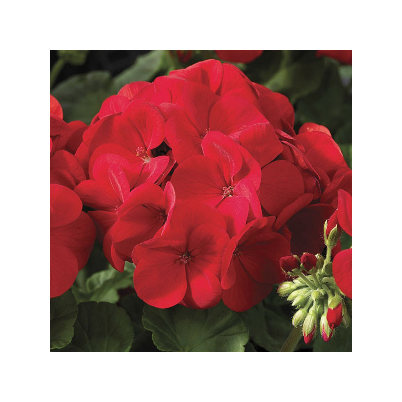 Geranio 1000 Semillas Pelargonium hortorum Maverick Scarlet Flor Maceta Jardin 429.661017 Geranio 1000 Semillas Pelargonium hor Geranio 1000 Semillas Pelargonium hortorum Maverick Scarlet Flor Maceta Jardin 429.661017 Geranio 1000 Semillas Pelargonium hor
