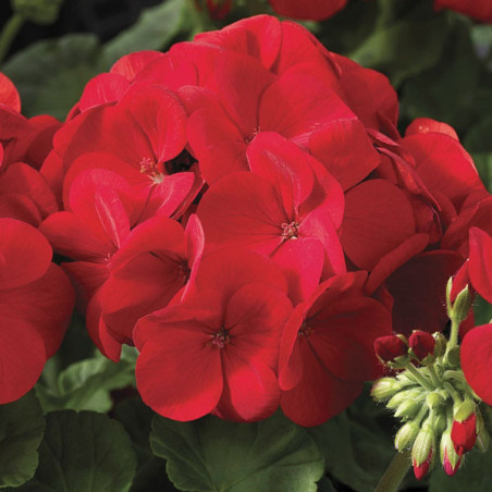  Geranio 1000 Semillas Pelargonium hortorum Maverick Scarlet Flor Maceta Jardin 429.661017 Geranio 1000 Semillas Pelargonium hor