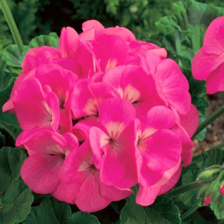  Geranio 100 Semillas Pelargonium hortorum Maverick Pink Flor Maceta Jardin 56.779661 Geranio 100 Semillas Pelargonium hortorum 