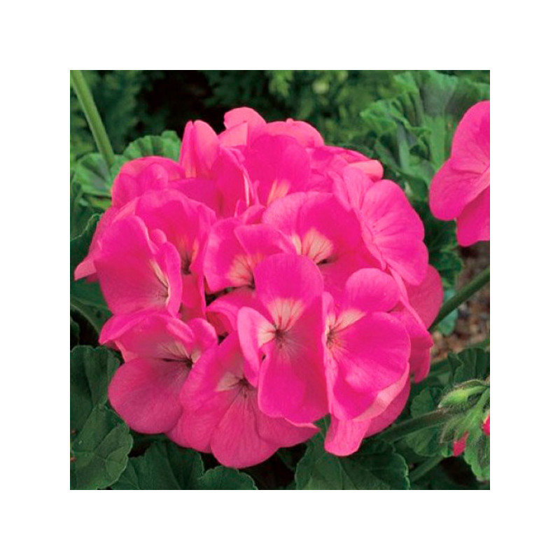 Geranio 1000 Semillas Pelargonium hortorum Maverick Pink Flor Maceta Jardin 429.661017 Geranio 1000 Semillas Pelargonium hortor Geranio 1000 Semillas Pelargonium hortorum Maverick Pink Flor Maceta Jardin 429.661017 Geranio 1000 Semillas Pelargonium hortor