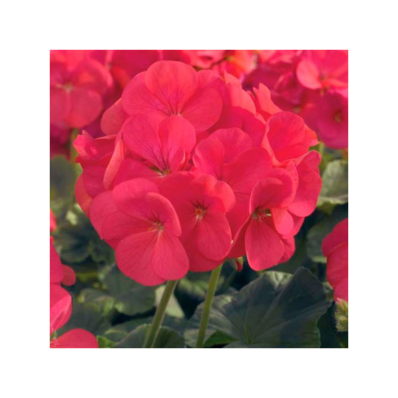  Geranio 100 Semillas Pelargonium hortorum Maverick Coral Flor Maceta Jardin 56.779661 Geranio 100 Semillas Pelargonium hortorum