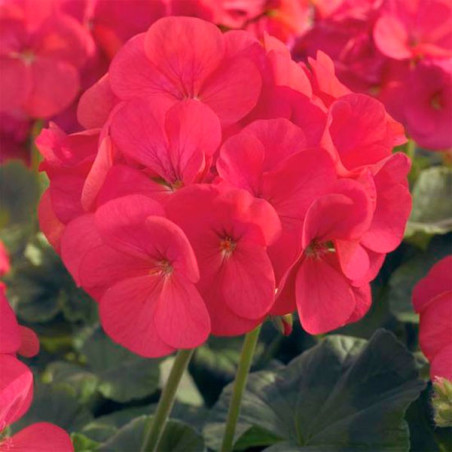  Geranio 100 Semillas Pelargonium hortorum Maverick Coral Flor Maceta Jardin 56.779661 Geranio 100 Semillas Pelargonium hortorum