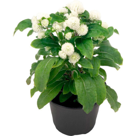  Gomphrena 1000 Semillas globosa Buddy White Flor Maceta 74.576271 Gomphrena 1000 Semillas globosa Buddy White Flor Maceta
Germi