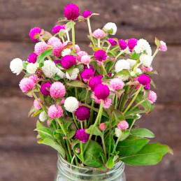  Gomphrena 1000 Semillas globosa Las Vegas Mix Flor Maceta 103.389831 Gomphrena 1000 Semillas globosa Las Vegas Mix Flor Maceta
