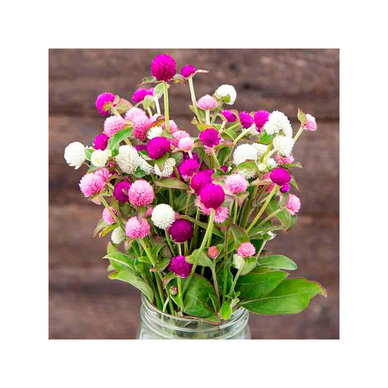  Gomphrena 1000 Semillas globosa Las Vegas Mix Flor Maceta 103.389831 Gomphrena 1000 Semillas globosa Las Vegas Mix Flor Maceta
