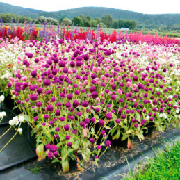  Gomphrena 1000 Semillas globosa Las Vegas Mix Flor Maceta 103.389831 Gomphrena 1000 Semillas globosa Las Vegas Mix Flor Maceta
