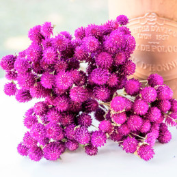  Gomphrena 1000 Semillas haageana Qis Purple Flor Maceta 77.966102 Gomphrena 1000 Semillas haageana Qis Purple Flor Maceta
Germi