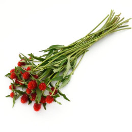  Gomphrena 1000 Semillas haageana Qis Red Flor Maceta 77.966102 Gomphrena 1000 Semillas haageana Qis Red Flor Maceta
Germinación